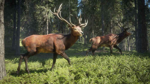 thehunter call of the wild indir e28093 full 15 dlc v1.25 1